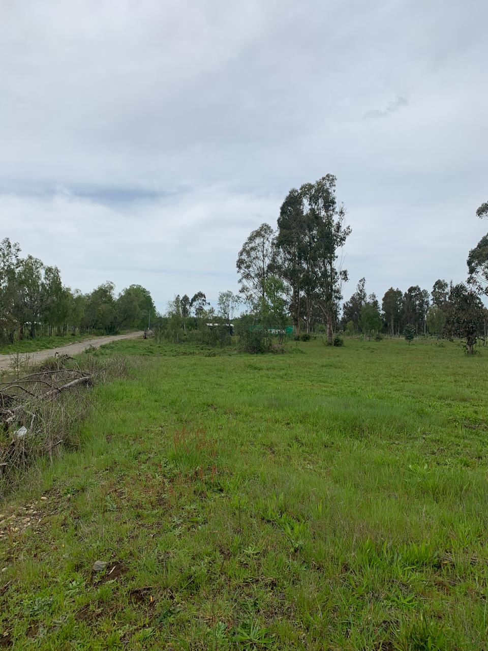 Venta Parcela Pitrufquén - La Araucanía